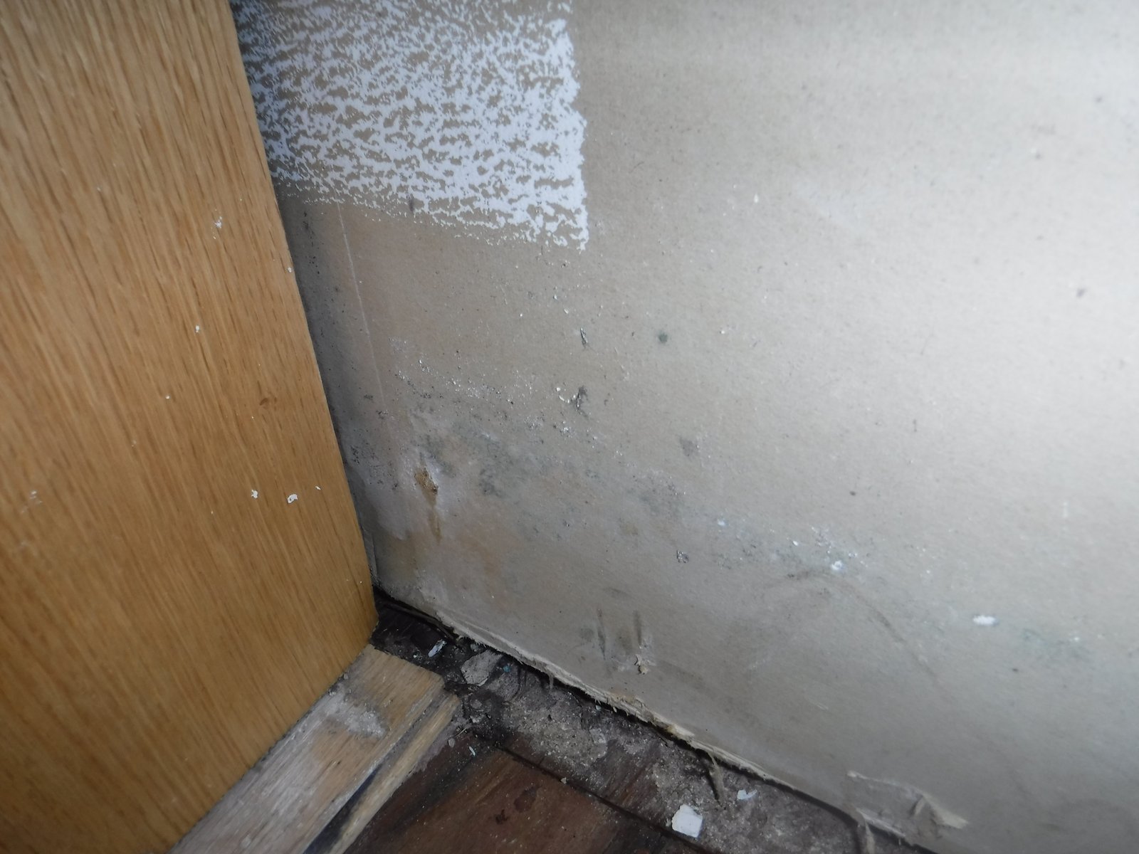 How to tell if you have mold in your home
